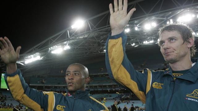 Les Wallabies à la loupe (2)