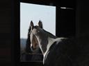 Profiles of Belmont runner