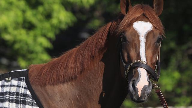 Dullahan Belmont favourite - Horse Racing
