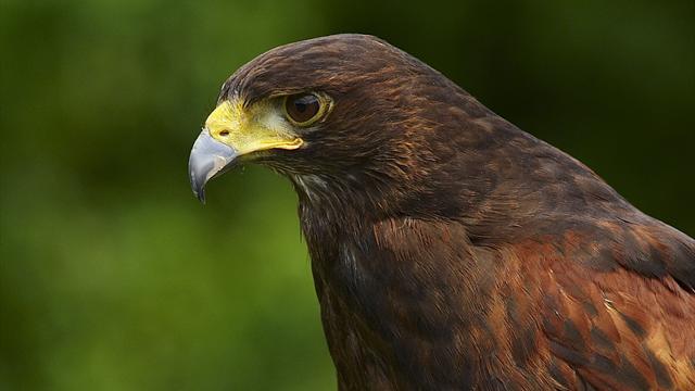 Pigeon-scarer Rufus to go back on duty