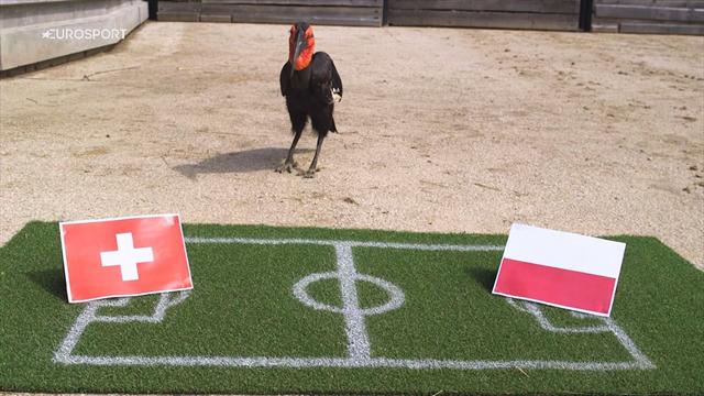 Suisse-Pologne, c’est le grand retour de Nelson le Calao !