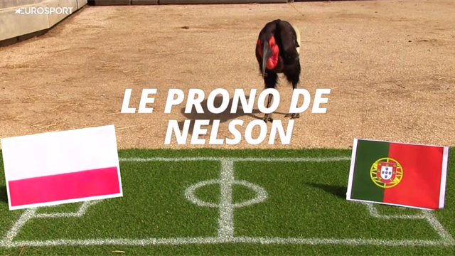 Portugal ? Pologne ? Le pronostic de Nelson le calao