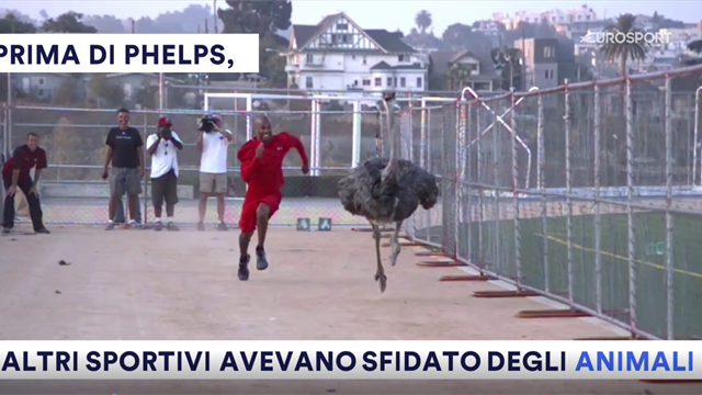 Non solo Phelps vs squalo, quando i campioni sfidano gli animali Non solo Phelps vs squalo, quando i campioni sfidano gli animali