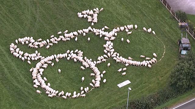 Not a baa-aad try! Sheep form almost perfect bicycle in Tour of Britain Not a baa-aad try! Sheep form almost perfect bicycle in Tour of Britain