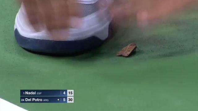 US Open 2017: La polilla que no tuvo un buen final en el Nadal-Del Potro US Open 2017: La polilla que no tuvo un buen final en el Nadal-Del Potro
