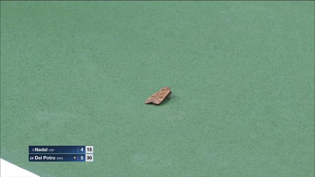 Boy ball takes revenge on elusive moth Boy ball takes revenge on elusive moth
