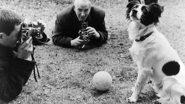 Pickles, l’animal le plus célèbre de l’histoire du football