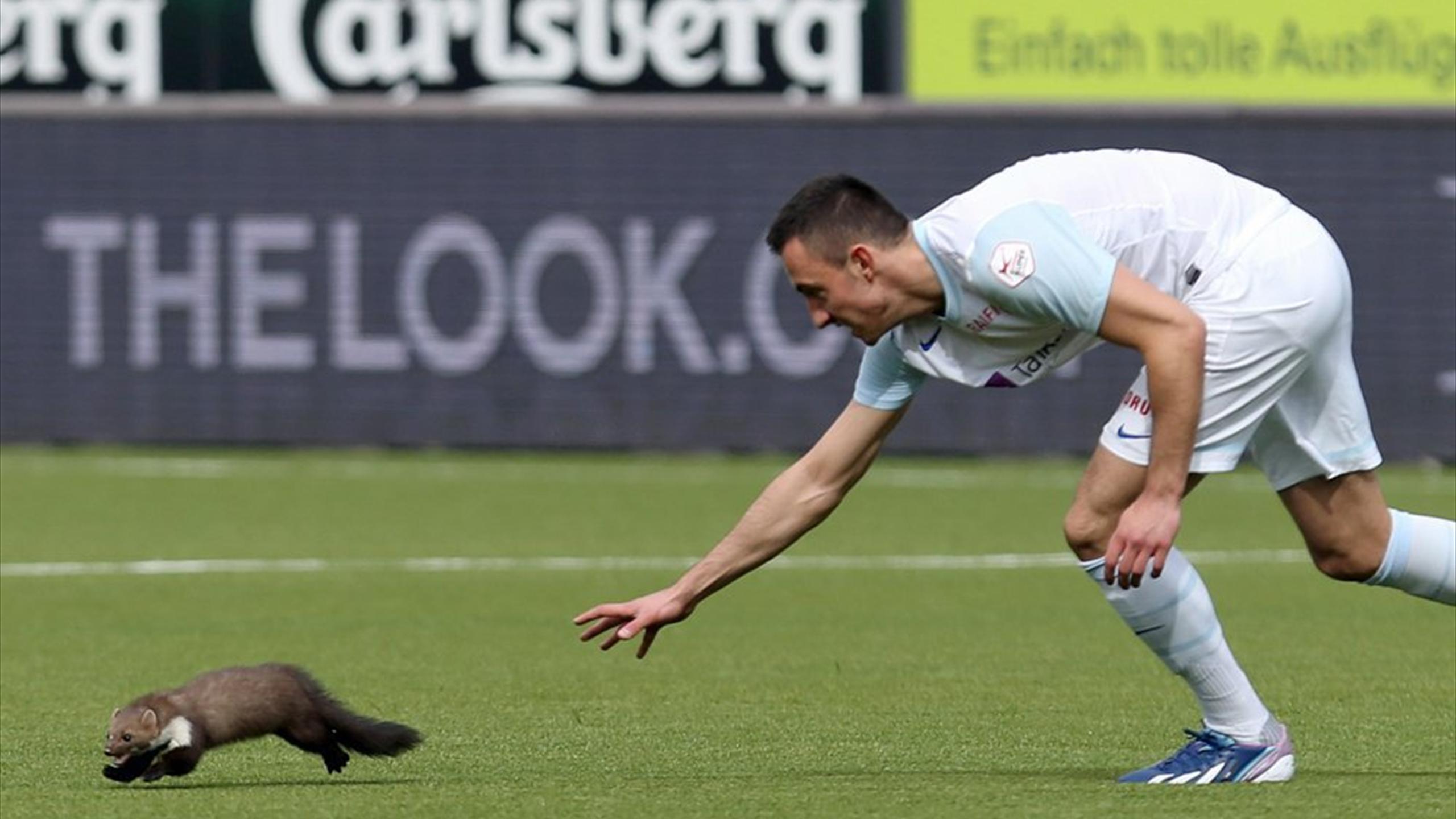 Schweiz Fc Zurich Siegt Nach Marderjagd Eurosport
