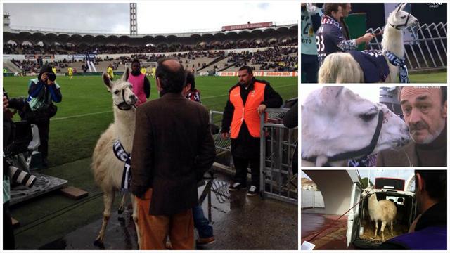 Serge le lama, nouvelle mascotte des Girondins