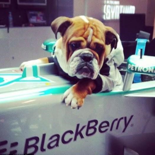 Болид F1 W05 был настолько хорош, что его рабочие качества оценил даже Роско, любимый пес Льюиса Хэмилтона