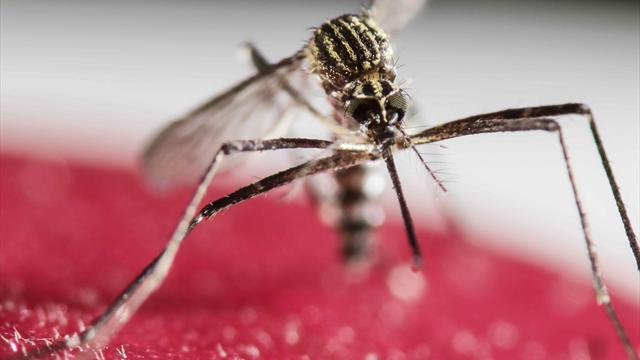 Che fine ha fatto il virus Zika? Zero casi alle Olimpiadi