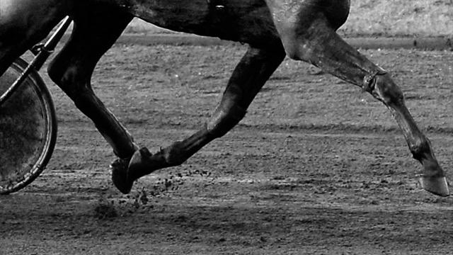 Mann bei Galopp-Veranstaltung von Pferd getötet