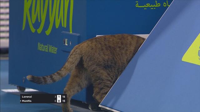 Quand un chat s’invite sur le court pendant Monfils-Lorenzi…