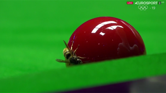 Árbitro de Snooker mata una avispa en la mesa Árbitro de Snooker mata una avispa en la mesa
