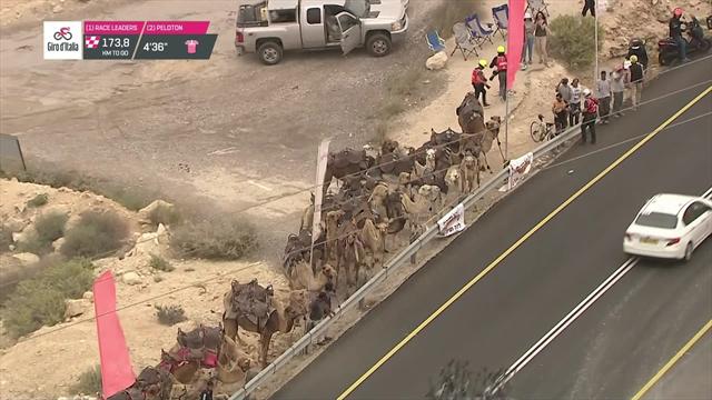 Giro de Italia 2018: Un grupo de camellos, espectadores de lujo del paso del pelotón Giro de Italia 2018: Un grupo de camellos, espectadores de lujo del paso del pelotón