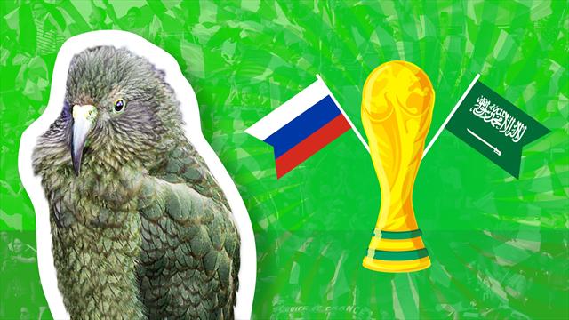 Pour Russie-Arabie Saoudite, Newton le kéa a déjà son favori Pour Russie-Arabie Saoudite, Newton le kéa a déjà son favori