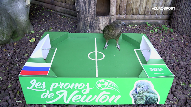 Russia-Arabia Saudita, chi vince? Il pronostico del nostro Newton Russia-Arabia Saudita, chi vince? Il pronostico del nostro Newton