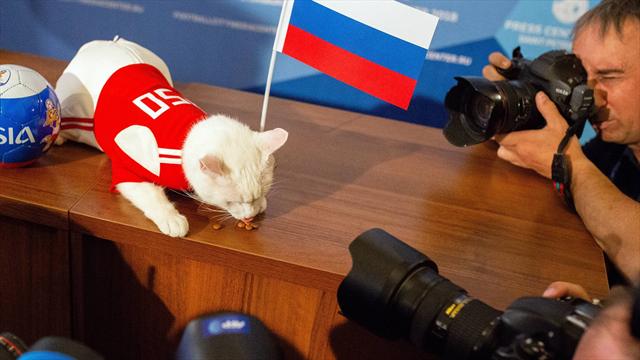 Taube Katze lässt sich Zeit: So tippt das offizielle WM-Orakel das Eröffnungsspiel Taube Katze lässt sich Zeit: So tippt das offizielle WM-Orakel das Eröffnungsspiel