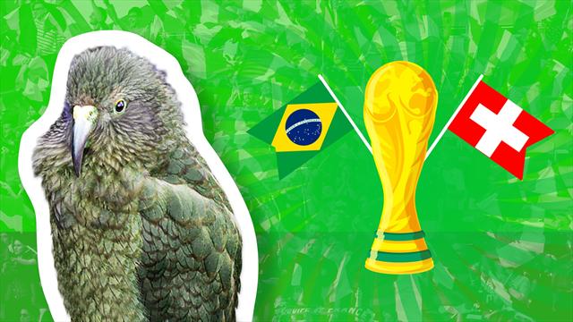 Le prono de Newton : Brésil ou Suisse ? Notre kéa connait le vainqueur