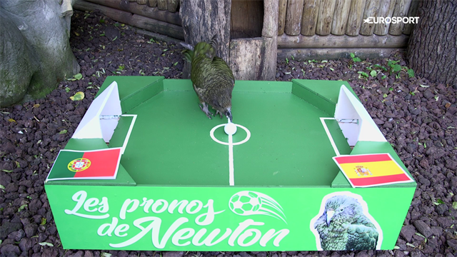 Portogallo-Spagna: chi vince? Il pronostico del nostro pappagallo Newton Portogallo-Spagna: chi vince? Il pronostico del nostro pappagallo Newton