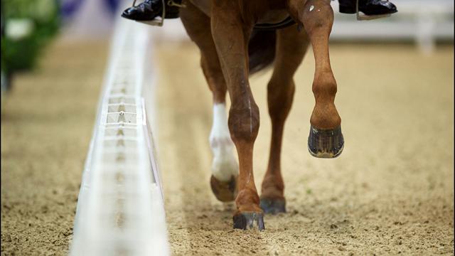 Mestern in Luhmühlen nach erstem Teil der Dressur vorne