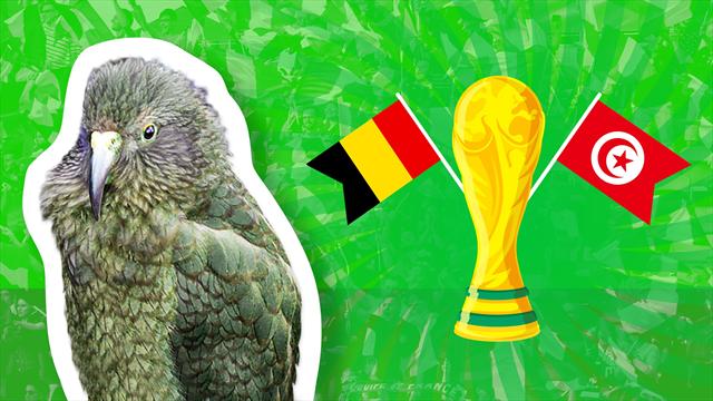 Newton the psychic parrot predicts Belgium-Tunisia result Newton the psychic parrot predicts Belgium-Tunisia result