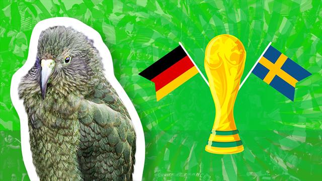 Newton the psychic parrot predicts Germany-Sweden result Newton the psychic parrot predicts Germany-Sweden result