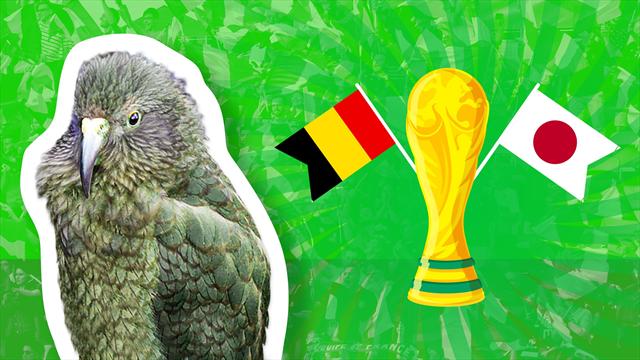 Belgio-Giappone: chi vince? Il pronostico del nostro pappagallo Newton Belgio-Giappone: chi vince? Il pronostico del nostro pappagallo Newton