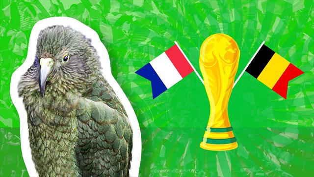 Francia-Belgio, chi va in finale? Il pronostico del nostro pappagallo Newton Francia-Belgio, chi va in finale? Il pronostico del nostro pappagallo Newton