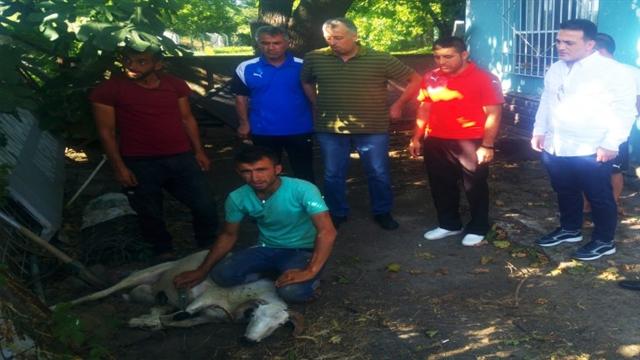 «Бурсаспор» принес в жертву барашка ради удачи в новом чемпионате