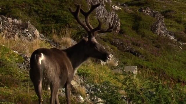 WATCH: Reindeer runs along the road at Arctic Race of Norway WATCH: Reindeer runs along the road at Arctic Race of Norway