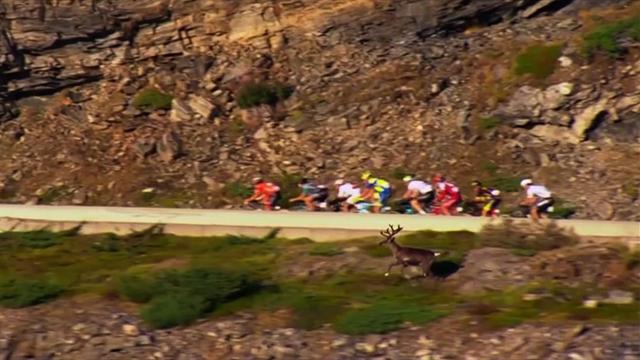 Tierischer Besuch: Rentier sprintet bei Arctic Race of Norway mit Fahrern mit Tierischer Besuch: Rentier sprintet bei Arctic Race of Norway mit Fahrern mit