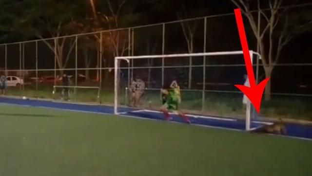 El perro, el mejor amigo del portero: un can para un penalti y se vuelve viral El perro, el mejor amigo del portero: un can para un penalti y se vuelve viral