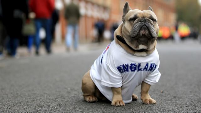 Paul Pugba or Ross Barkley? Who joins heroic football dogs in our Rovers 11?