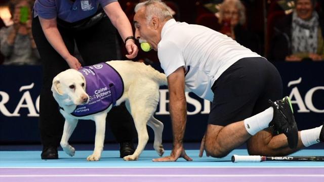 Perros como recogepelotas, el cambio más llamativo del Champions Tennis de Londres