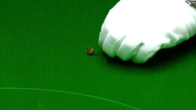 Referee kills wasp on table - 'Sorry? It's a bit late for that!' Referee kills wasp on table - 'Sorry? It's a bit late for that!'