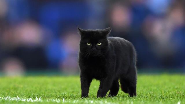 Un chat noir interrompt une rencontre de Premier League