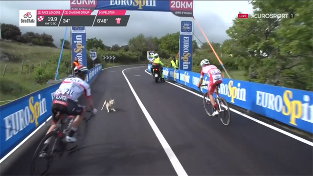 Giro de Italia 2019: Un perro provoca el gran susto del día al cruzarse con los escapados Giro de Italia 2019: Un perro provoca el gran susto del día al cruzarse con los escapados