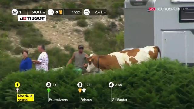 Tour de Francia 2019: ¡La que se pudo haber liado! Una vaca casi se cuela en plena carrera Tour de Francia 2019: ¡La que se pudo haber liado! Una vaca casi se cuela en plena carrera
