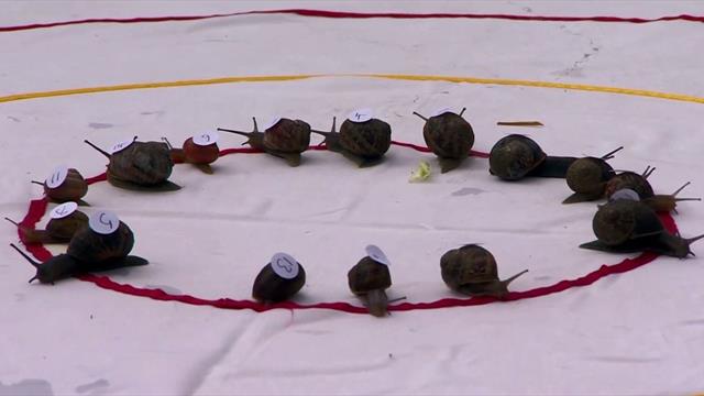 ¡Más lento imposible! Celebran el campeonato del mundo de carreras de caracoles en Inglaterra ¡Más lento imposible! Celebran el campeonato del mundo de carreras de caracoles en Inglaterra