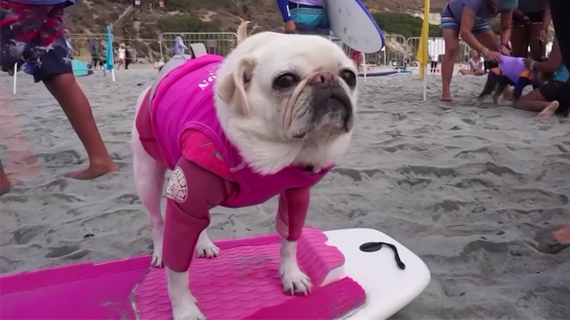 Cane e padrone: quando la passione per il surf è in comune, la Dog Surf-A-Thon torna in California Cane e padrone: quando la passione per il surf è in comune, la Dog Surf-A-Thon torna in California