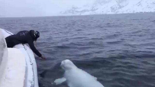La tierna imagen de una ballena beluga jugando al rugby en el mar La tierna imagen de una ballena beluga jugando al rugby en el mar