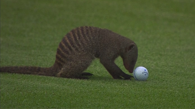 ¡Insólito! Una multitud de mangostas invaden un campo de golf en plena partida ¡Insólito! Una multitud de mangostas invaden un campo de golf en plena partida