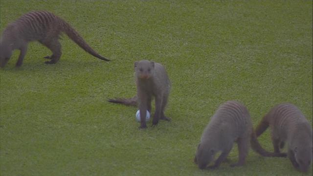 Invasione di manguste al Nedbank Golf Challenge: succede anche questo in Sudafrica Invasione di manguste al Nedbank Golf Challenge: succede anche questo in Sudafrica