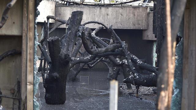 "Zutiefst bestürzt": KFC will nach Brand-Tragödie im Zoo helfen