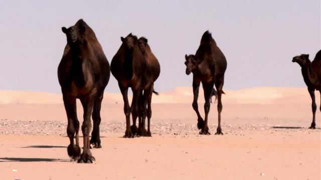 Scopriamo l'Empty Quarter insieme ai beduini Scopriamo l'Empty Quarter insieme ai beduini