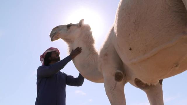 Dakar Explore: conosciamo meglio il dromedario, la nave del deserto Dakar Explore: conosciamo meglio il dromedario, la nave del deserto