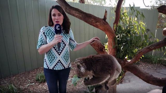 Australien brennt: Eurosport zu Besuch im Koala-Sanctuary Australien brennt: Eurosport zu Besuch im Koala-Sanctuary
