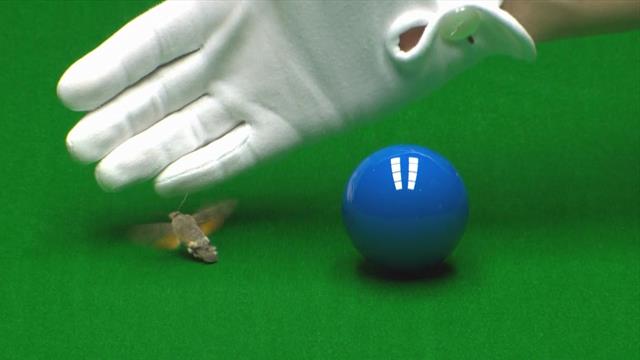 Neil Robertson 'rescued' by referee as giant insect gatecrashes snooker final Neil Robertson 'rescued' by referee as giant insect gatecrashes snooker final