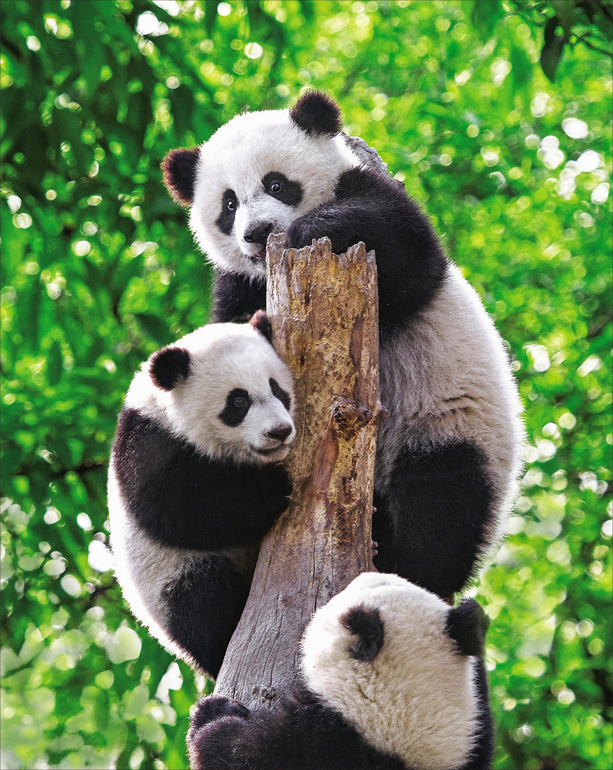 Chengdu est réputée pour son centre de recherche sur le panda géant